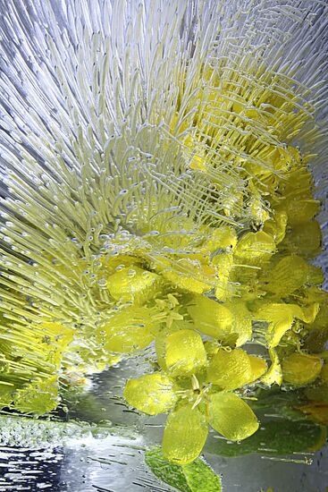 High-resolution photos of flowers frozen in water