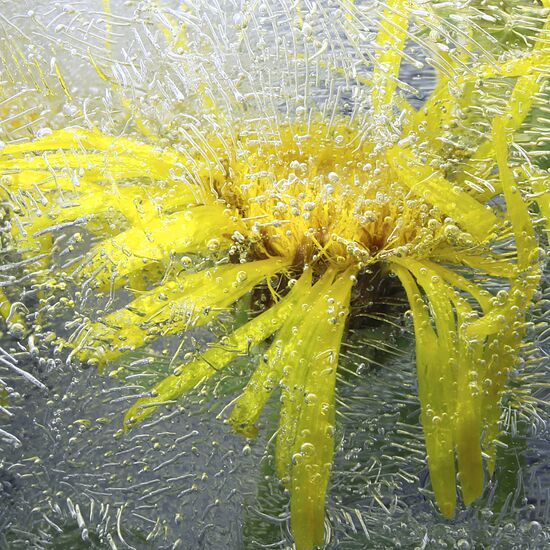 High-resolution photos of flowers frozen in water