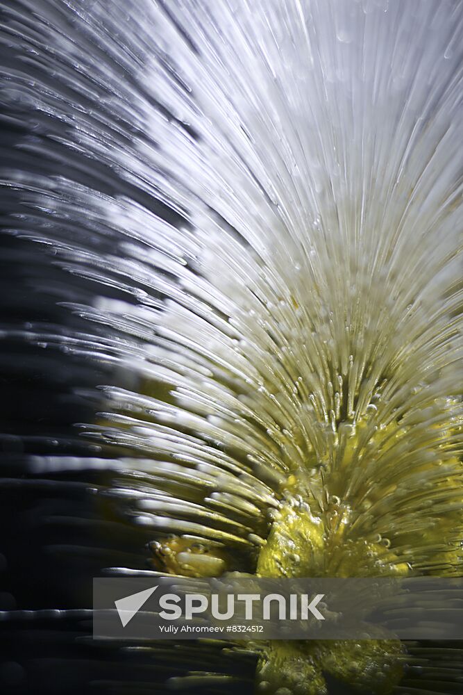 High-resolution photos of flowers frozen in water