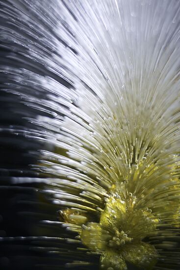 High-resolution photos of flowers frozen in water