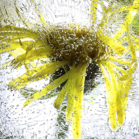 High-resolution photos of flowers frozen in water
