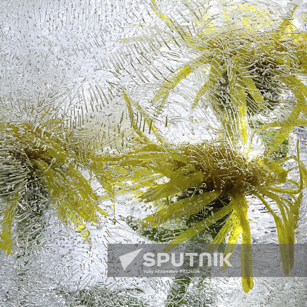 High-resolution photos of flowers frozen in water