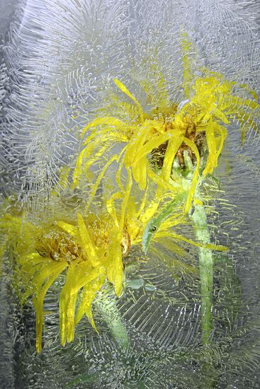 High-resolution photos of frozen water colors