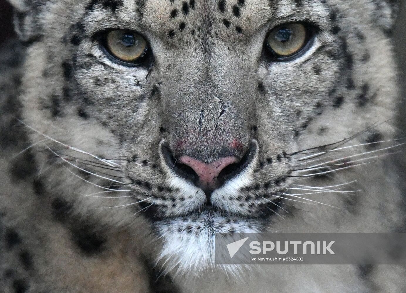 Russia Zoo Snow Leopard