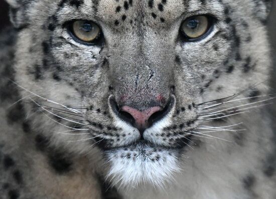 Russia Zoo Snow Leopard