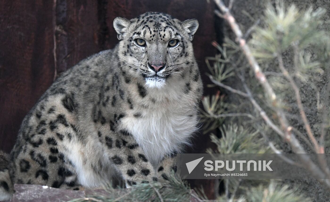 Russia Zoo Snow Leopard