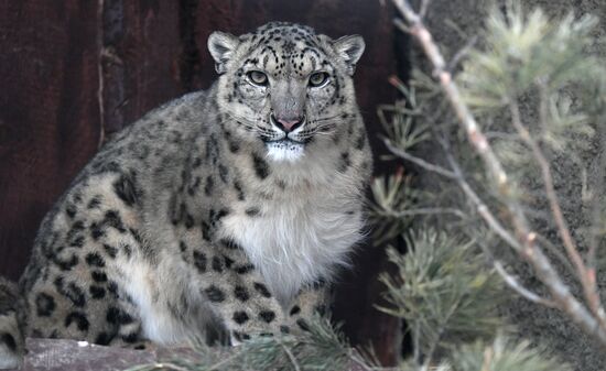 Russia Zoo Snow Leopard