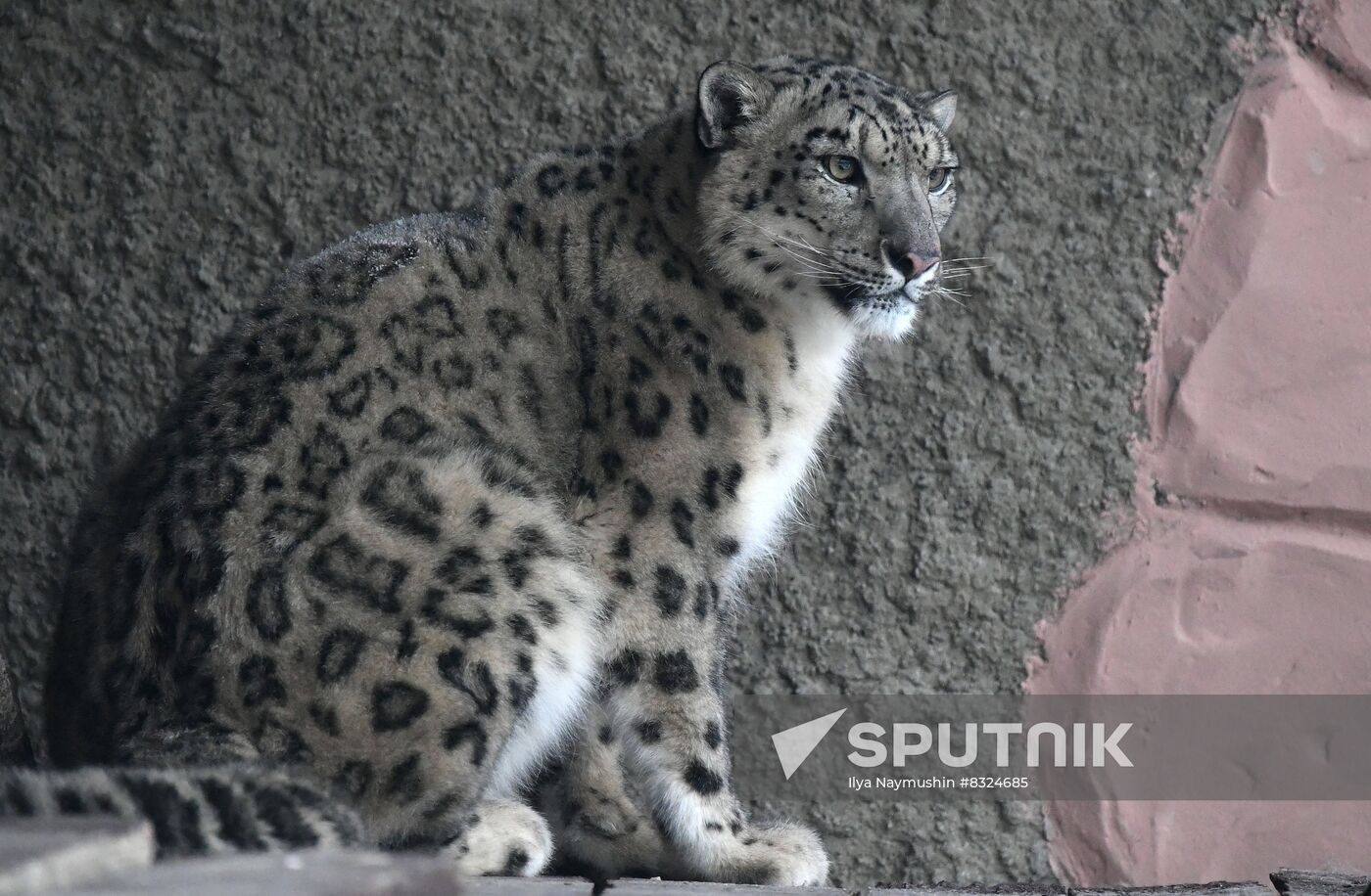 Russia Zoo Snow Leopard