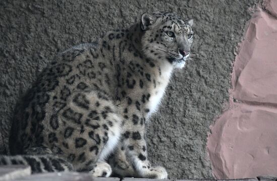 Russia Zoo Snow Leopard