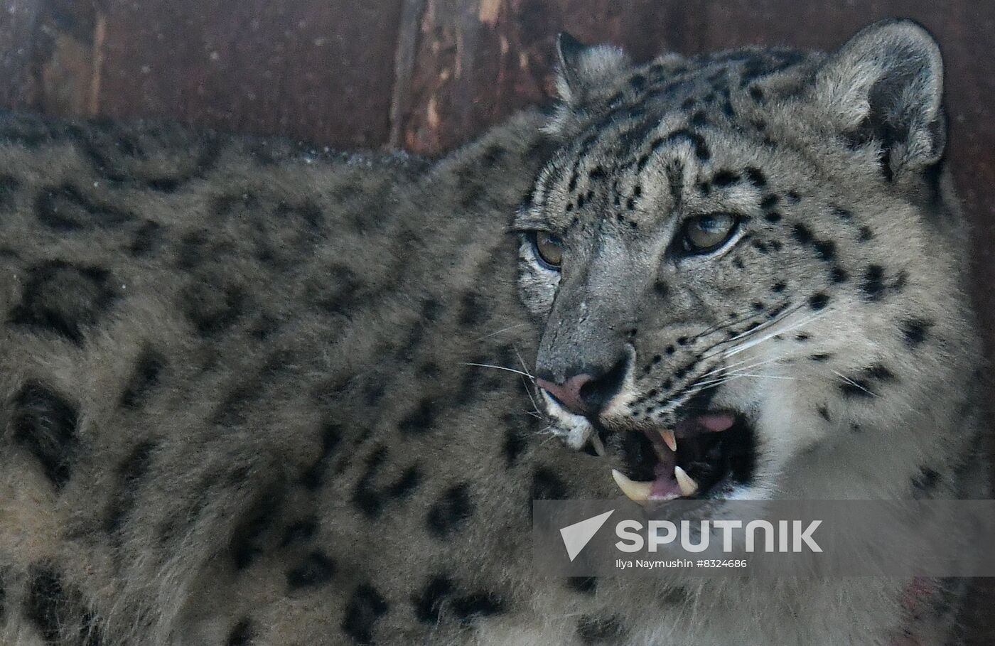 Russia Zoo Snow Leopard