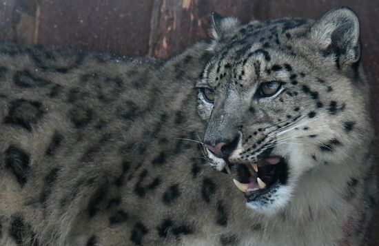 Russia Zoo Snow Leopard