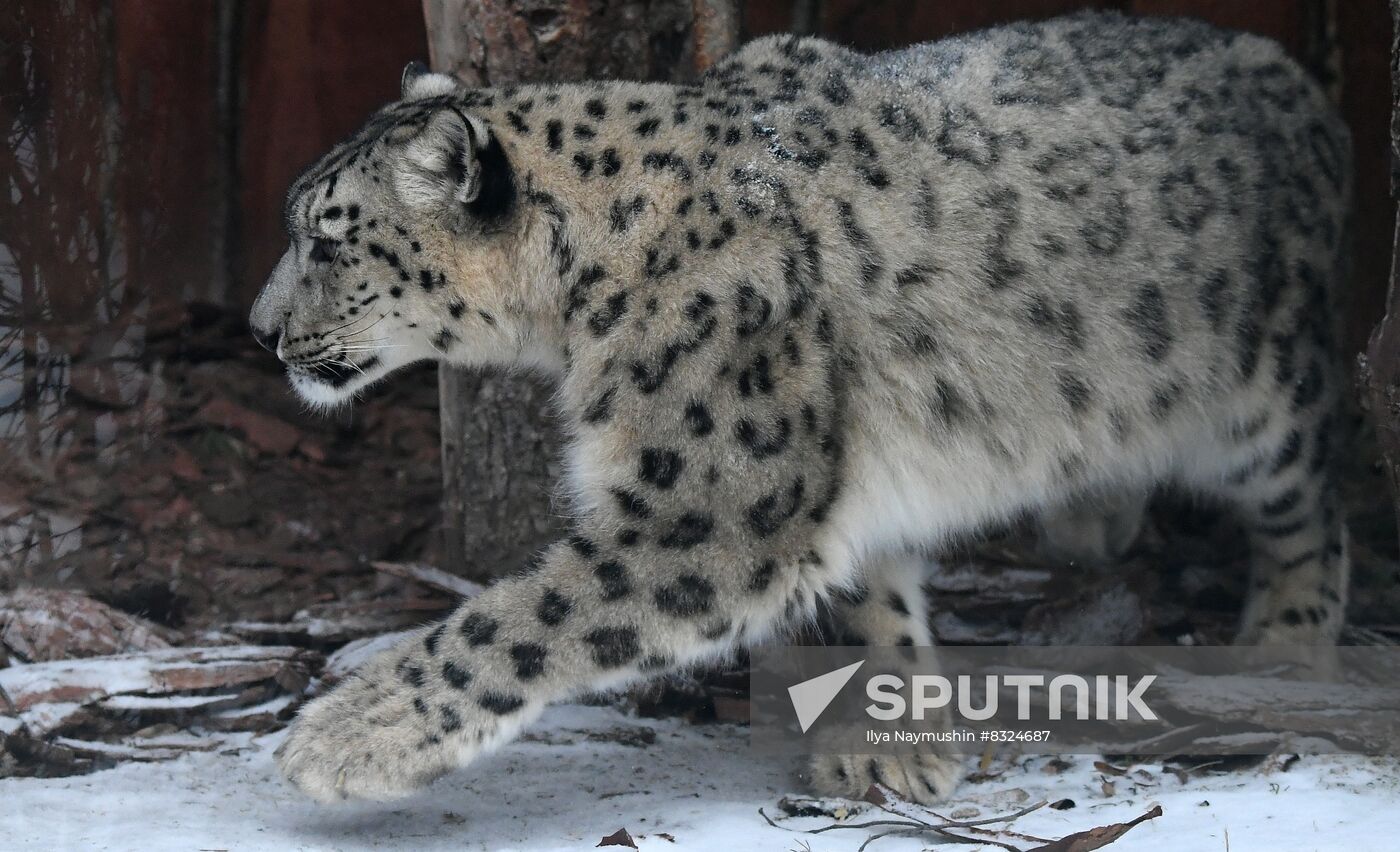 Russia Zoo Snow Leopard