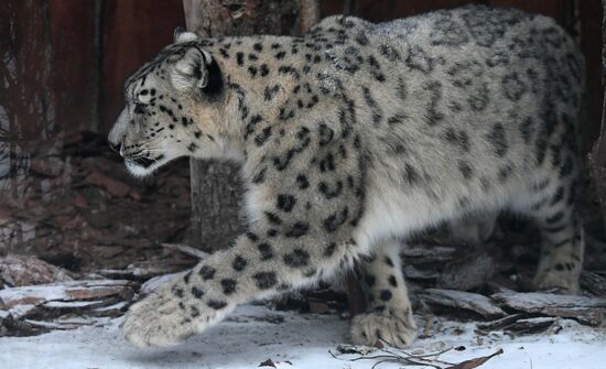 Russia Zoo Snow Leopard