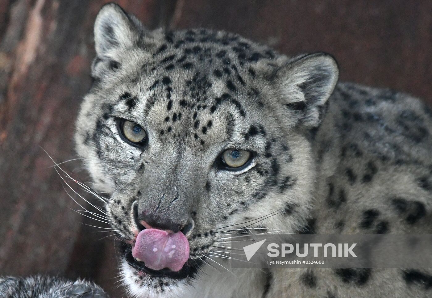 Russia Zoo Snow Leopard