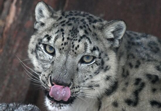 Russia Zoo Snow Leopard