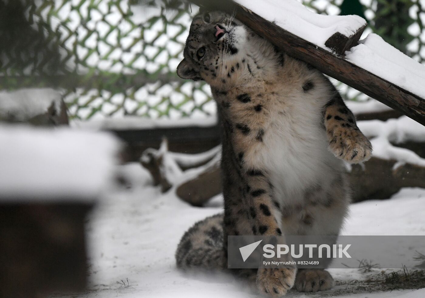 Russia Zoo Snow Leopard