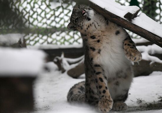 Russia Zoo Snow Leopard