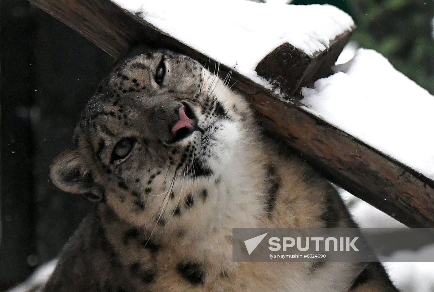 Russia Zoo Snow Leopard