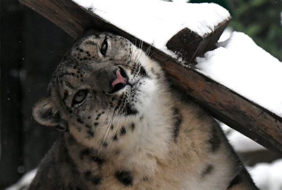 Russia Zoo Snow Leopard