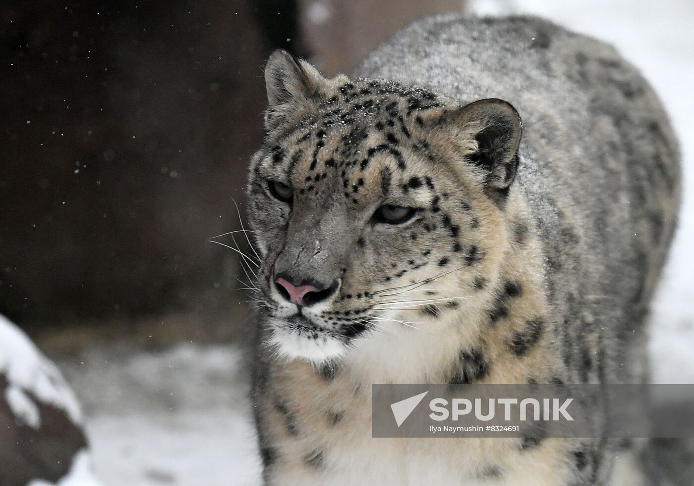 Russia Zoo Snow Leopard