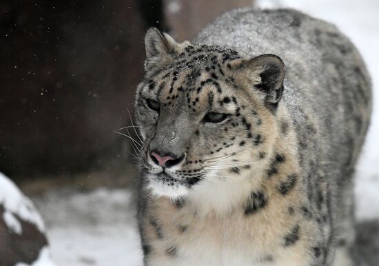 Russia Zoo Snow Leopard
