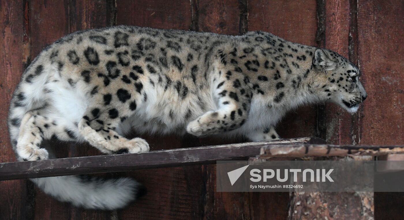 Russia Zoo Snow Leopard