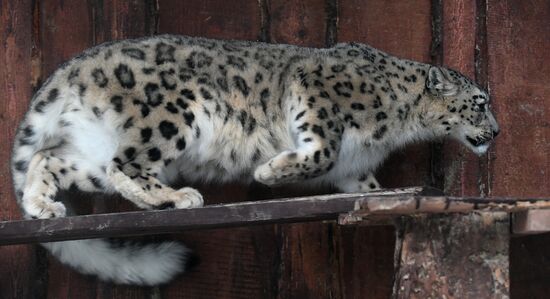 Russia Zoo Snow Leopard