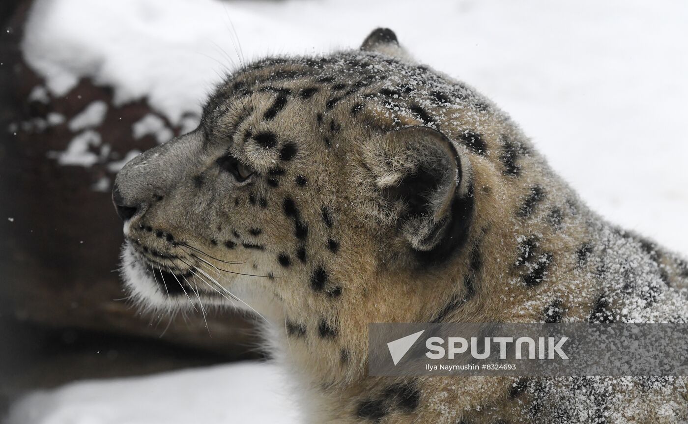 Russia Zoo Snow Leopard