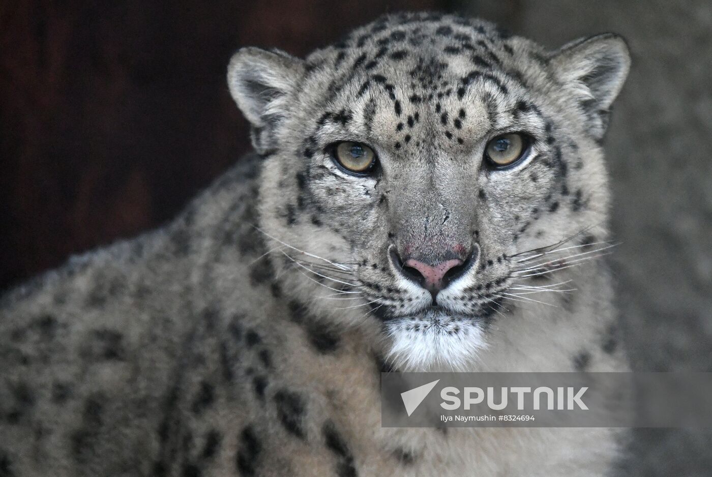 Russia Zoo Snow Leopard
