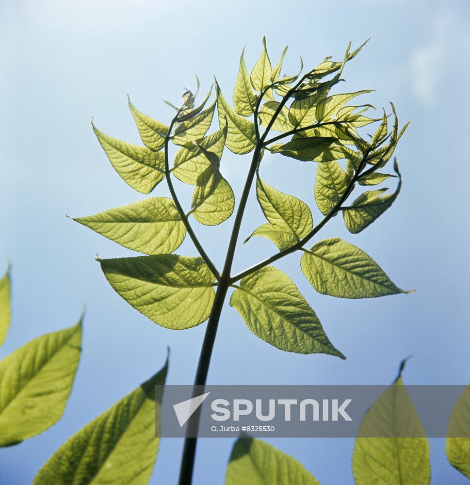 Manchurian aralia