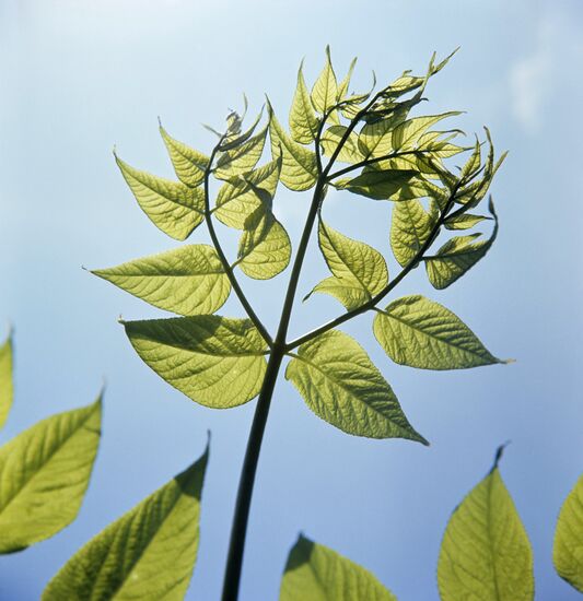 Manchurian aralia