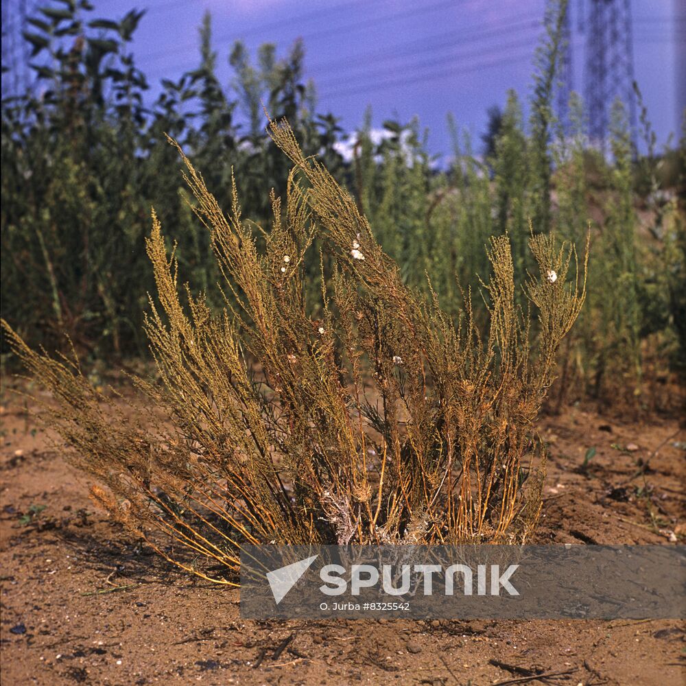 Santonica Levant worm-seed