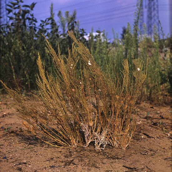 Santonica Levant worm-seed