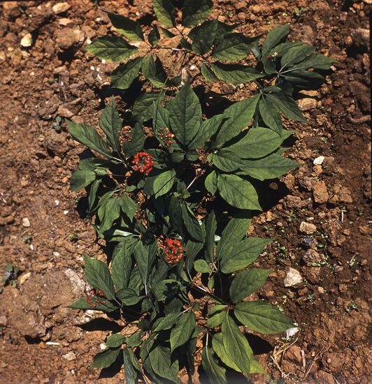 Ginseng