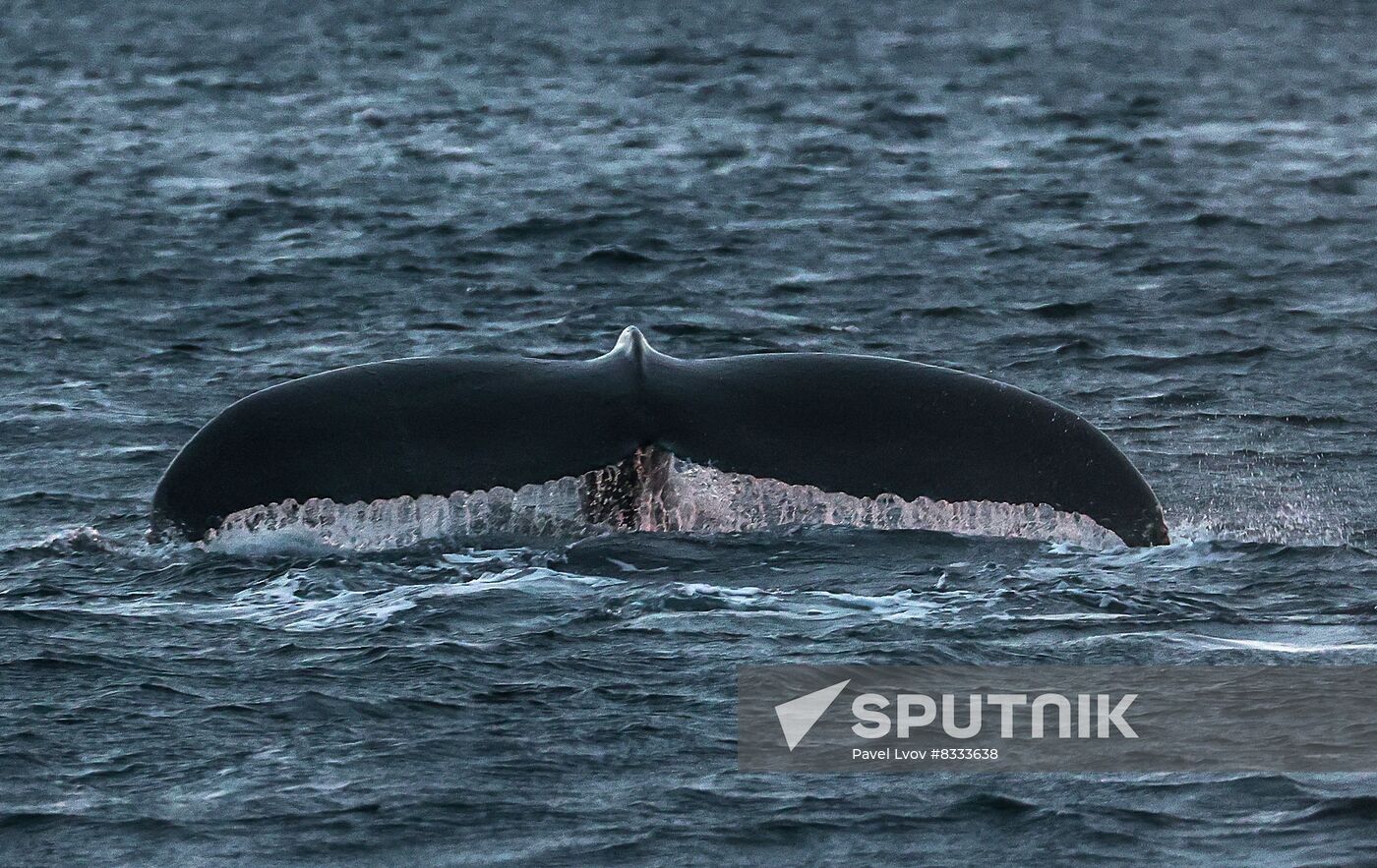 Russia Wildlife Whales