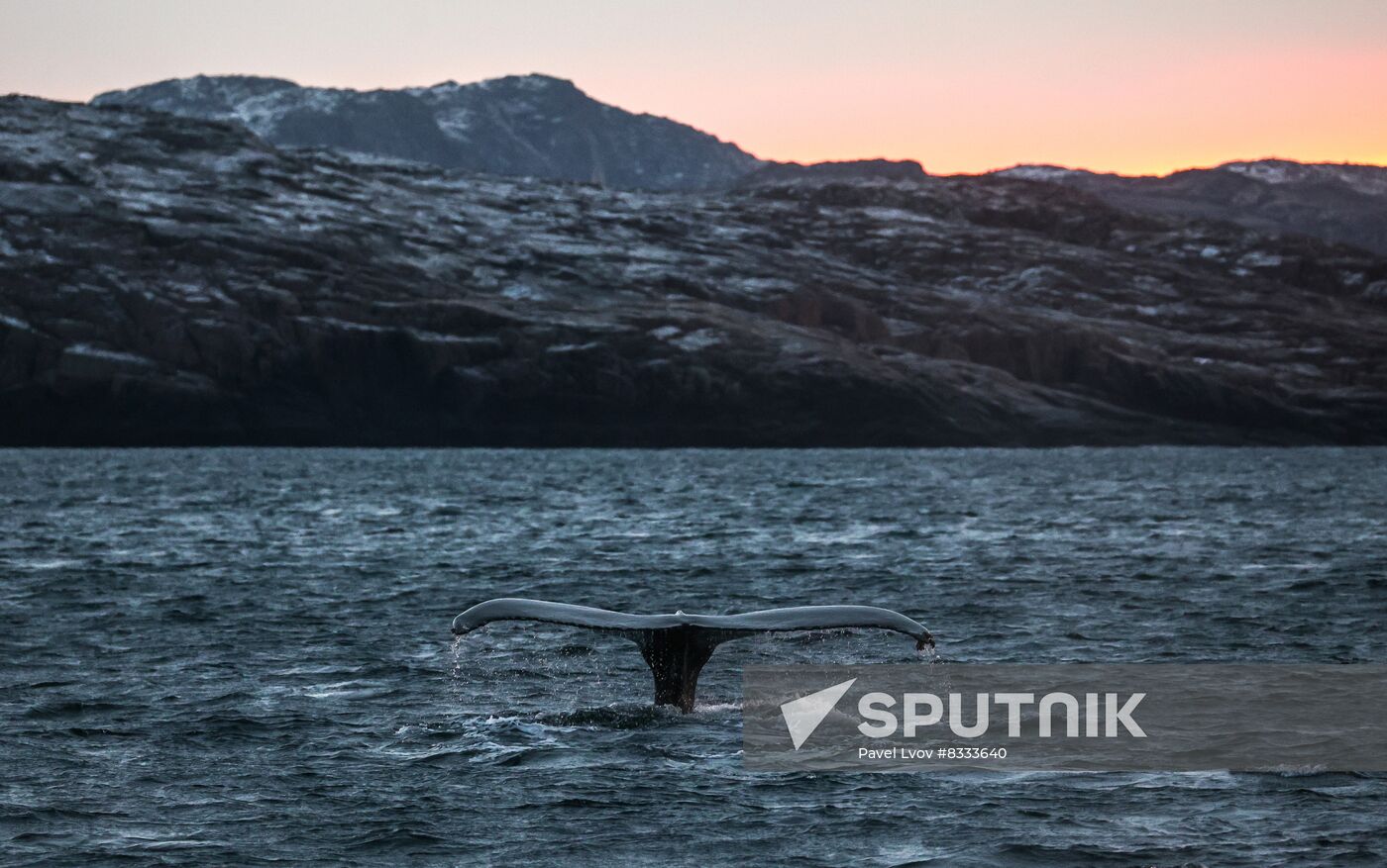 Russia Wildlife Whales