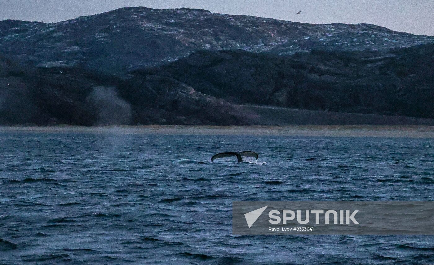 Russia Wildlife Whales