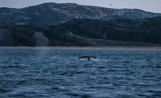 Russia Wildlife Whales