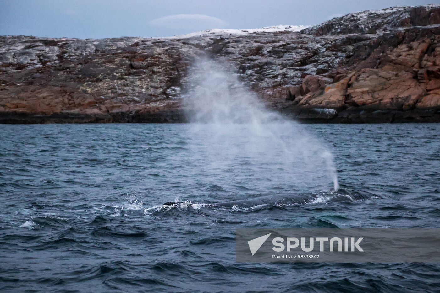 Russia Wildlife Whales