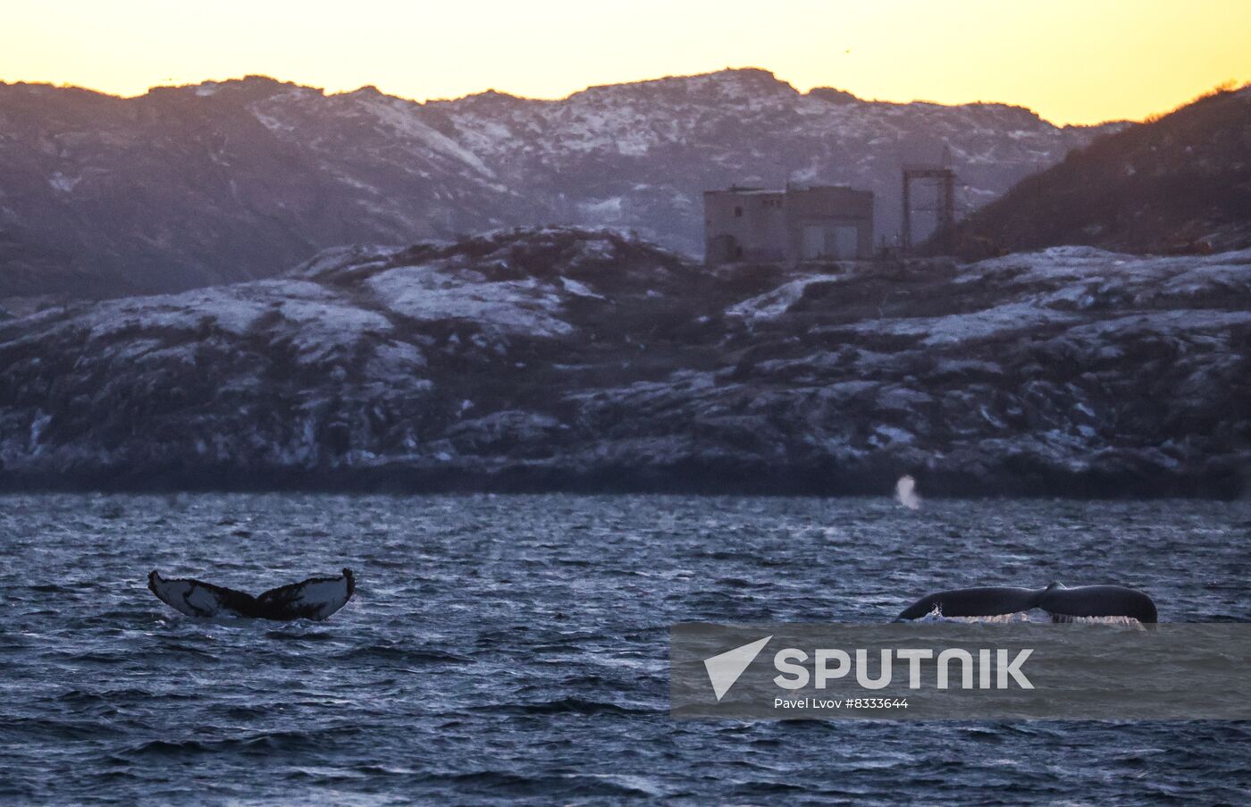 Russia Wildlife Whales