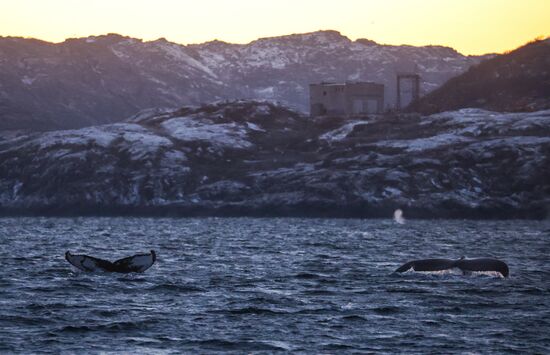 Russia Wildlife Whales