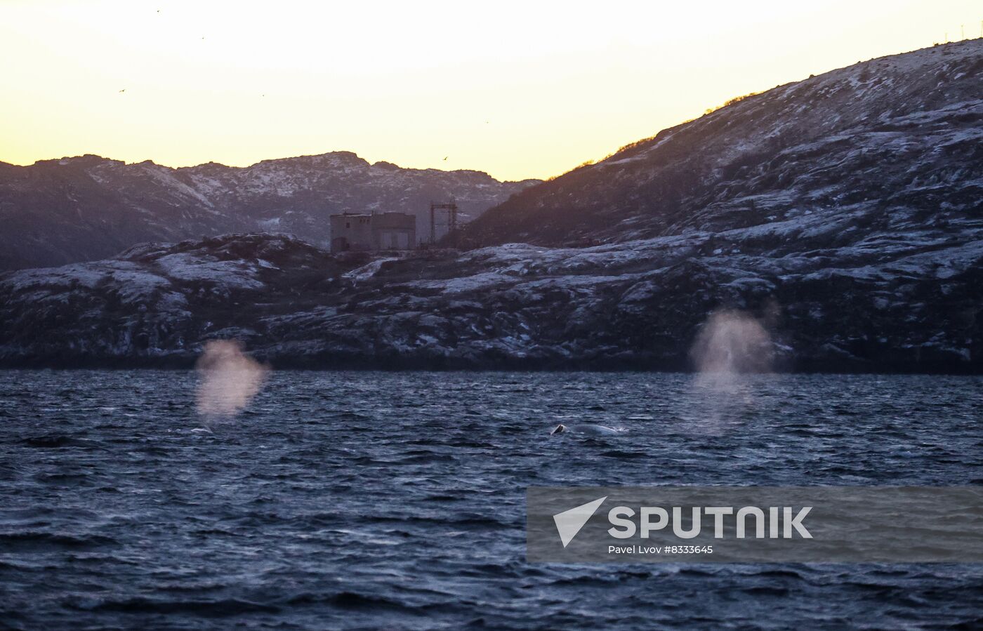 Russia Wildlife Whales