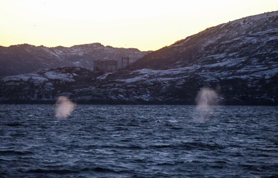 Russia Wildlife Whales