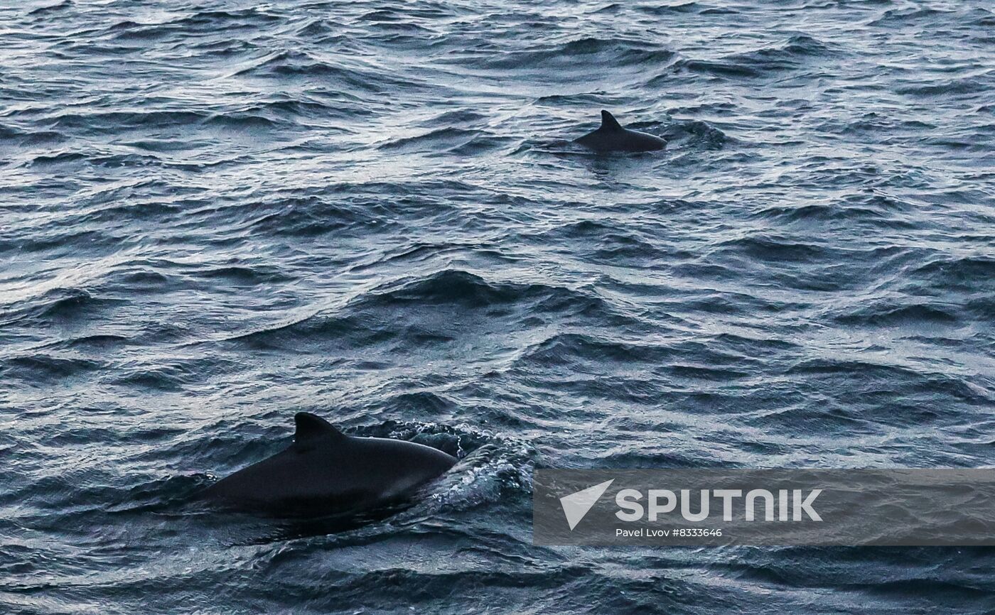Russia Wildlife Whales