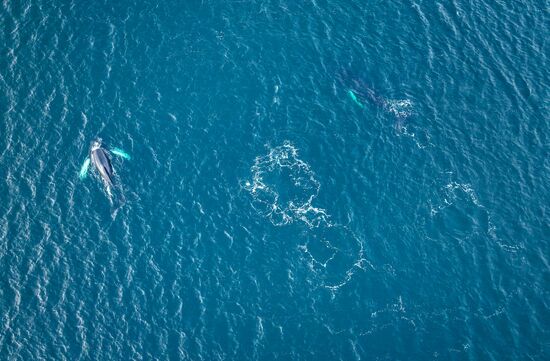 Russia Wildlife Whales