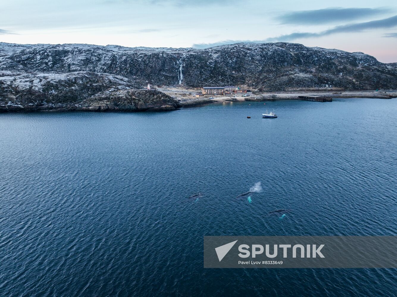 Russia Wildlife Whales