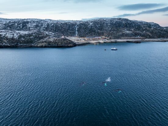 Russia Wildlife Whales