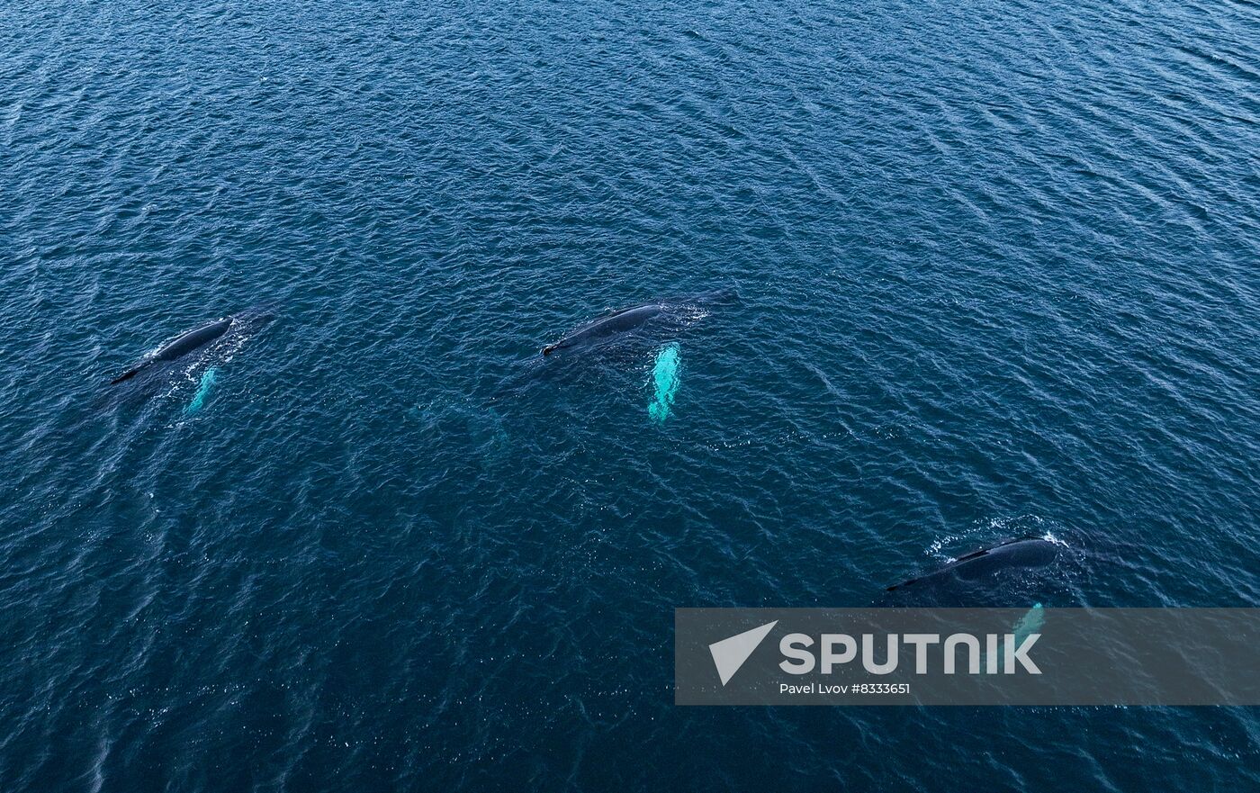 Russia Wildlife Whales