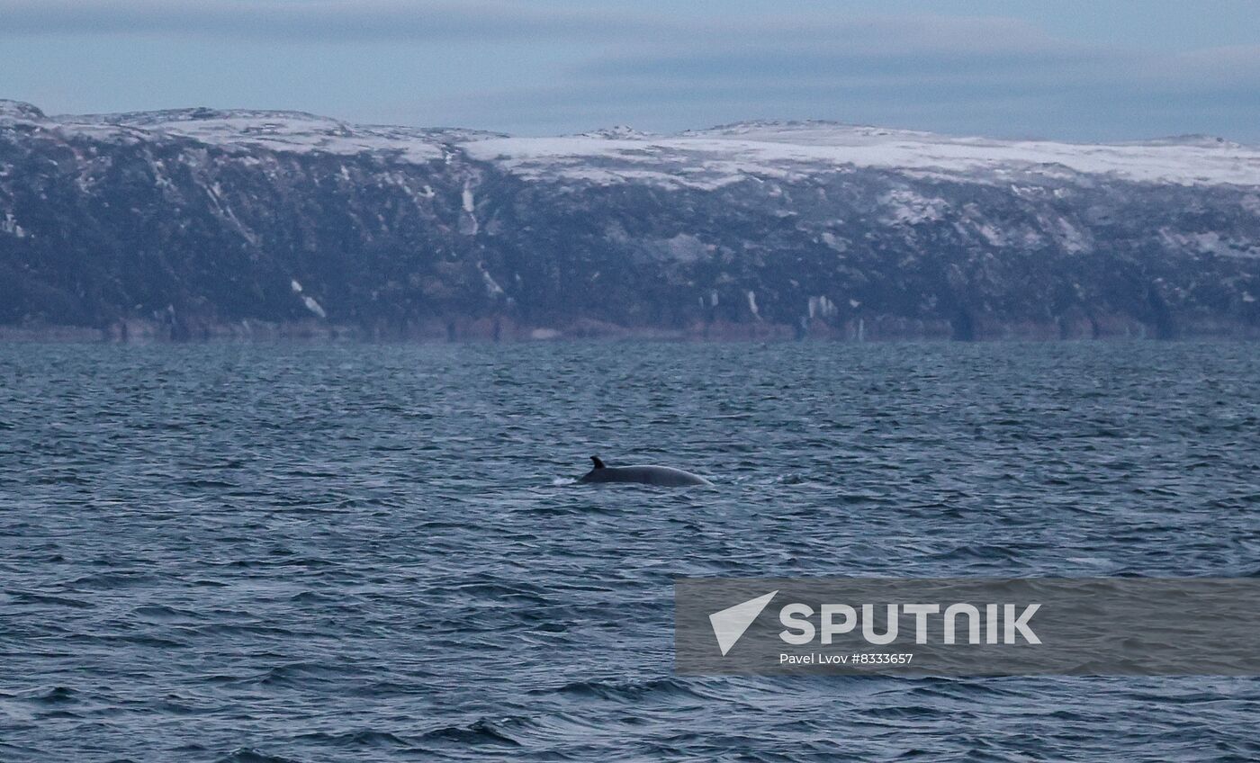 Russia Wildlife Whales