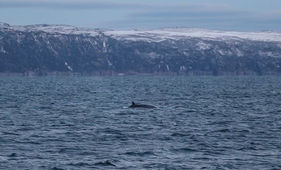 Russia Wildlife Whales